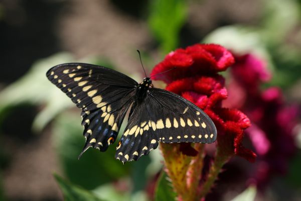 意味 蝶々 見た目も美しい「蝶」の縁起物としての意味とは？